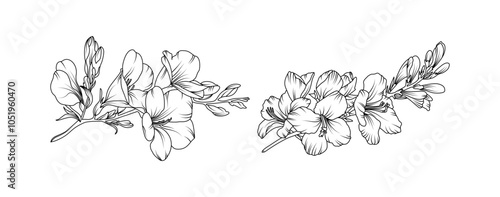 Freesia flower arrangement line art on white background. Silhouette freesia botanical hand drawn element for wedding, invitation frame design, vector illustration