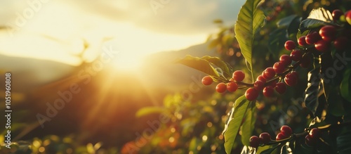 Coffee cherries illuminated by sunset, lush green leaves, warm sunlight