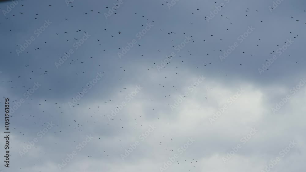 Birds Flying in Gloomy Weather, 4K Slow Motion Shot Birds Flying in Gloomy Weather, 4K Slow Motion Shot