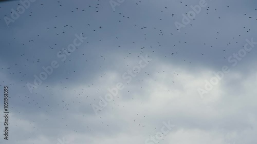 Birds Flying in Gloomy Weather, 4K Slow Motion Shot