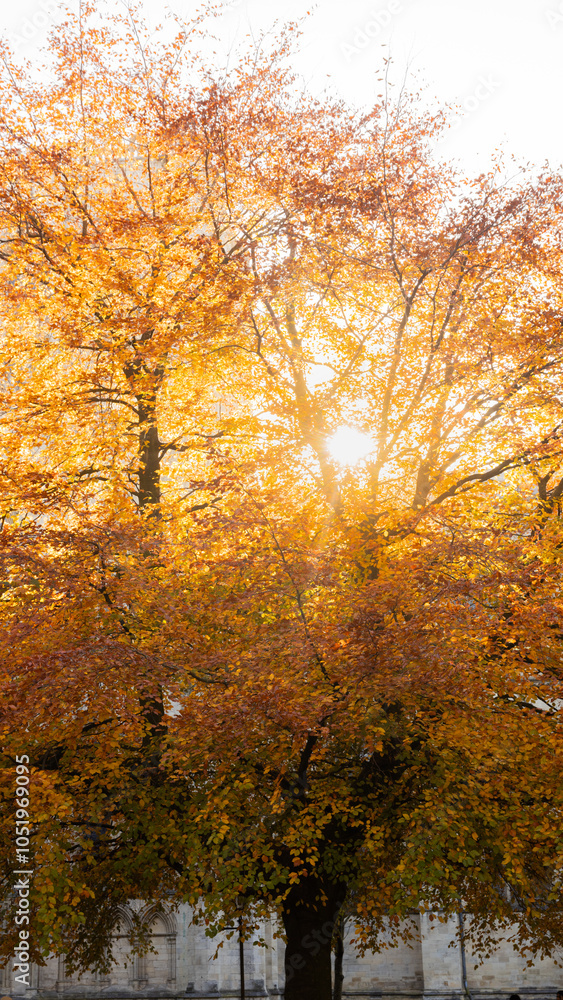 Fototapeta premium autumn tree