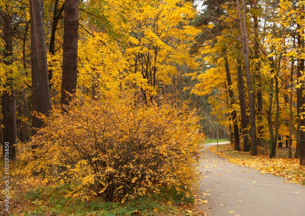 Fototapeta premium autumn in the park, autumn, fall, tree, forest, nature, trees, leaves, landscape, yellow, season,
