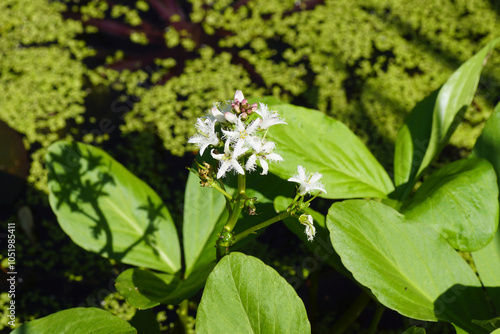 Close up leaves and white flowers of bogbean, buckbean (Menyanthes trifoliata). Family Ranunculaceae. In a Dutch pond. Blurred duckweed in the background. Spring photo