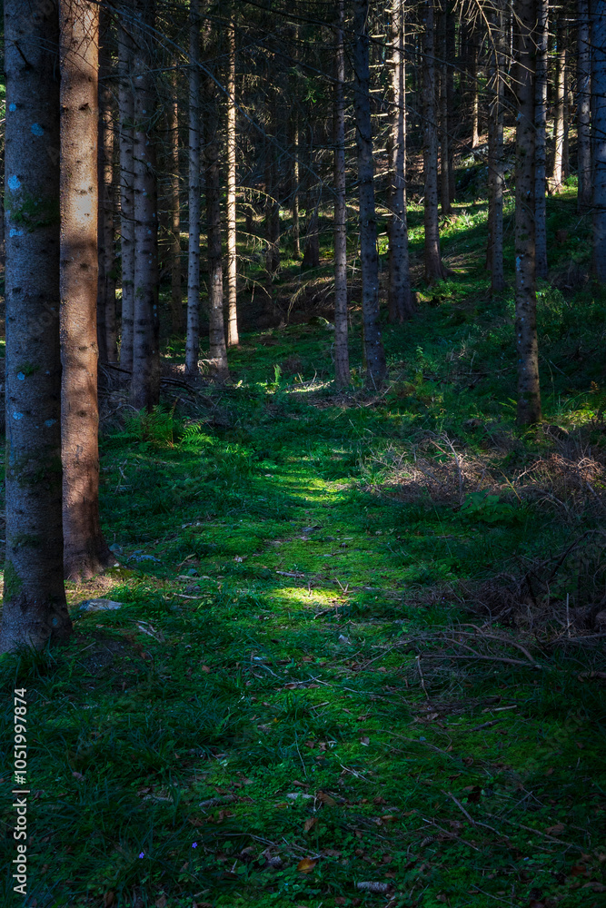 Fototapeta premium path covered in moss in the forest in autumn with light and shadow