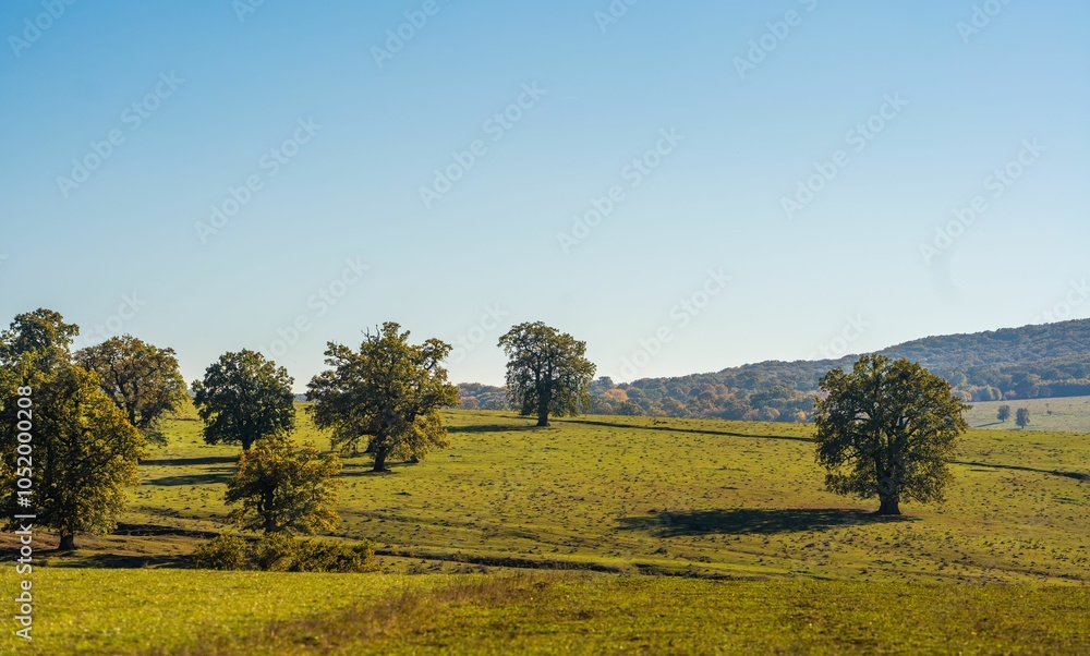 Fototapeta premium Scenic view of green trees on a grassy landscape under a clear blue sky