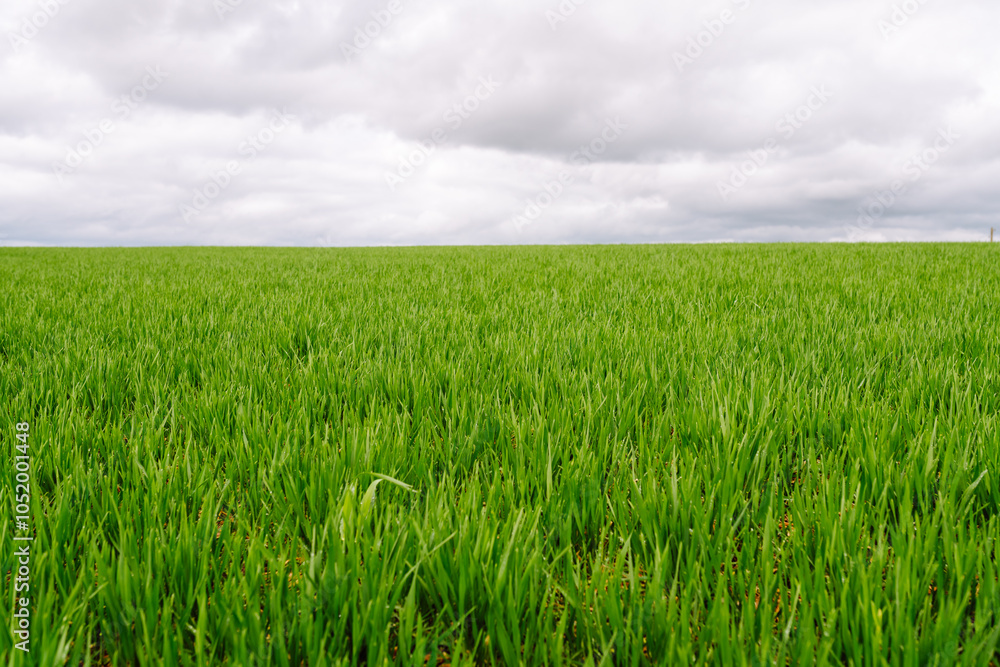 Green wheat growing in the fields. The concept of agriculture, ecology, gardening. Field of green grass.