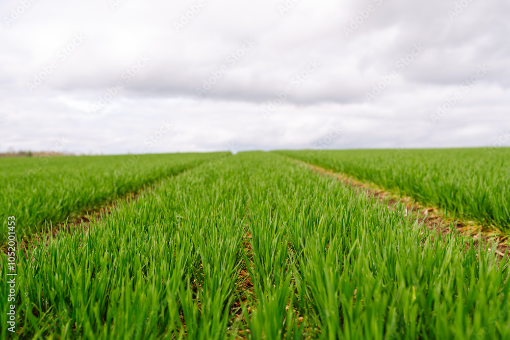 Green wheat growing in the fields. The concept of agriculture, ecology, gardening. Field of green grass. Green wheat growing in the fields. The concept of agriculture, ecology, gardening. Field of green grass.