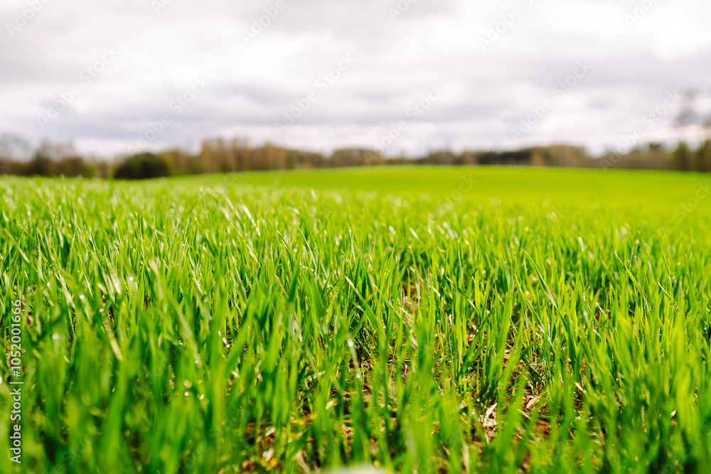 Obraz premium Green wheat growing in the fields. The concept of agriculture, ecology, gardening. Field of green grass.