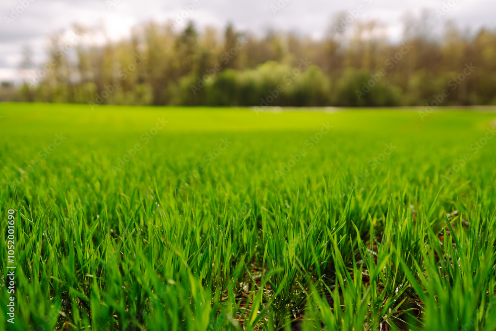 Green wheat growing in the fields. The concept of agriculture, ecology, gardening. Field of green grass. Green wheat growing in the fields. The concept of agriculture, ecology, gardening. Field of green grass.