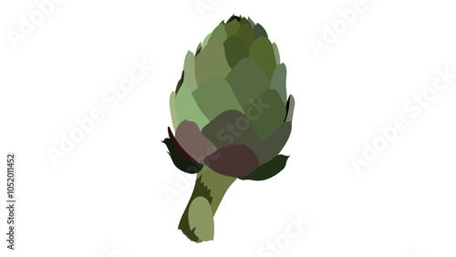 Artichoke green flower heads vector illustration. Vector illustration of Globe artichoke. Artichoke fresh natural vegetable