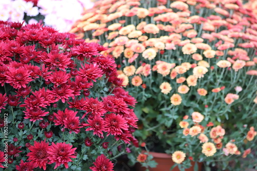 Chrysanthemum flowers bloom in autumn in the flower garden.