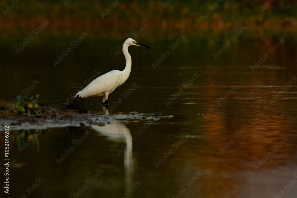 little egret (Egretta garzetta) searching for food on a swamp, shot during golden hour with reflection little egret (Egretta garzetta) searching for food on a swamp, shot during golden hour with reflection