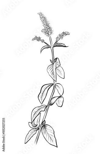 black and white hand drawing of Mentha longifolia plant vector