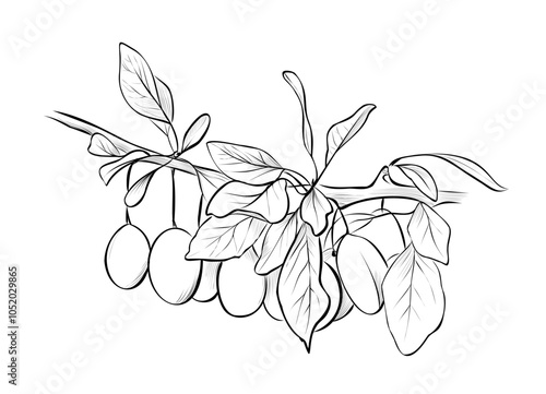 black and white hand-drawn drawing of plum tree branches with fruits vector