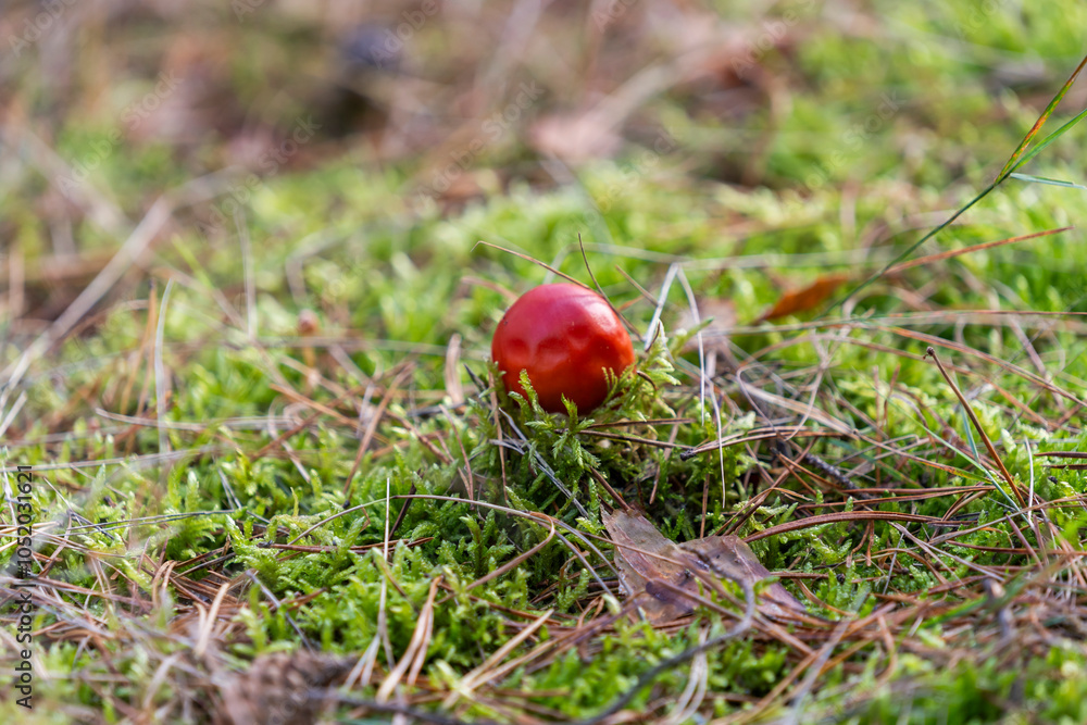 Inedible, poisonous mushroom in the forest in autumn. Inedible, poisonous mushroom in the forest in autumn.