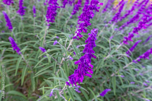 Close up view of Salvia leucantha plant, also called Mexican bush sage, a herbaceous perennial. Prominent arching velvety blue and purple inflorescences among linear-lanceolate green leaves visible. photo