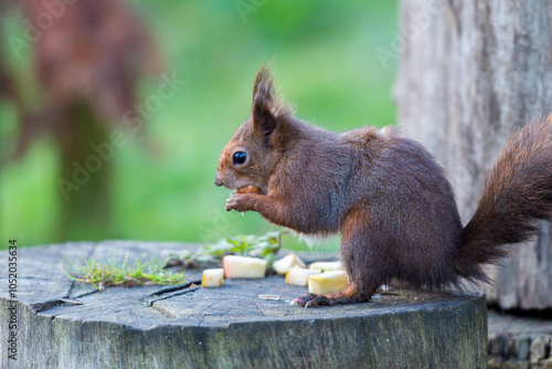 A red squirrel enjoys a snack of chopped apple on a tree stump, showcasing its fluffy tail and alert posture.