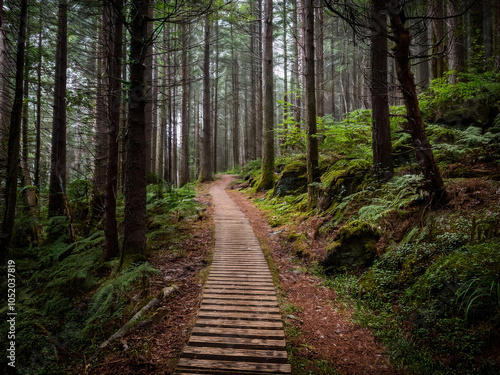 Hiking trail in the forest