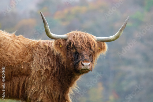 Schottisches Hochlandrind Portrait photo