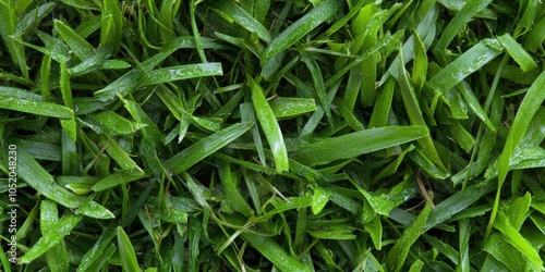 Lush Green Grass Blades with Dew Drops Nature Texture Background