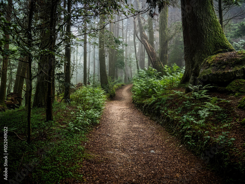 Hiking trail in the forest