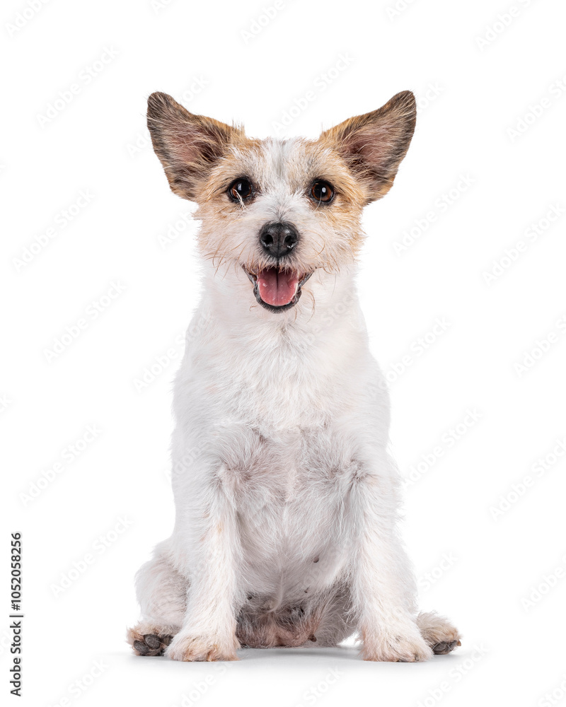 Smiling Jack Russel dog, sitting up facing front. Looking towards camera. Mouth open, tongue out. Isolated on a white background. Smiling Jack Russel dog, sitting up facing front. Looking towards camera. Mouth open, tongue out. Isolated on a white background.