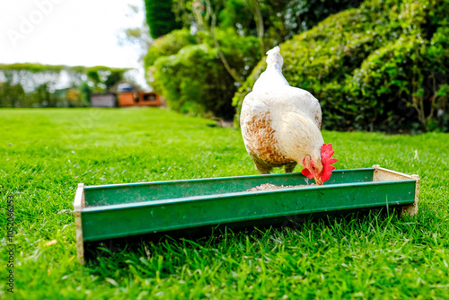 Young bantam hen seen pecking at chicken food from a plastic trough in a large English garden. The bantams are kept for there tasty eggs and are free range. photo