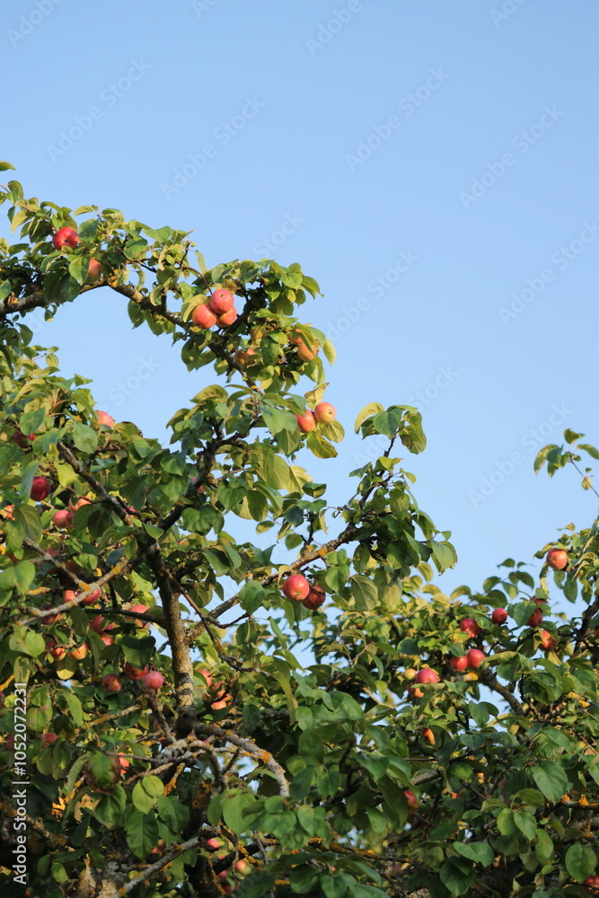 ripe juicy apples on tree. harvesting fruits in garden. farm, apple tree with fruits on blue sky background. healthy food, healthy lifestyle, vegetarian ripe juicy apples on tree. harvesting fruits in garden. farm, apple tree with fruits on blue sky background. healthy food, healthy lifestyle, vegetarian