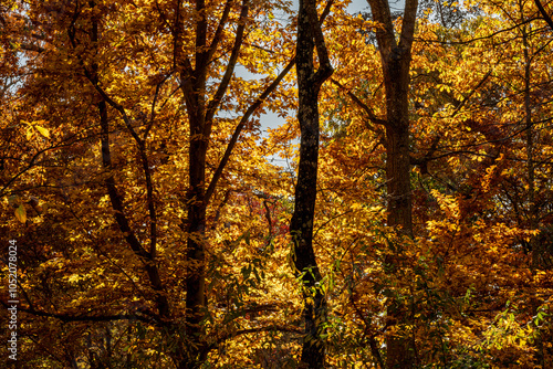 Autumn Leaves  In New Jersey