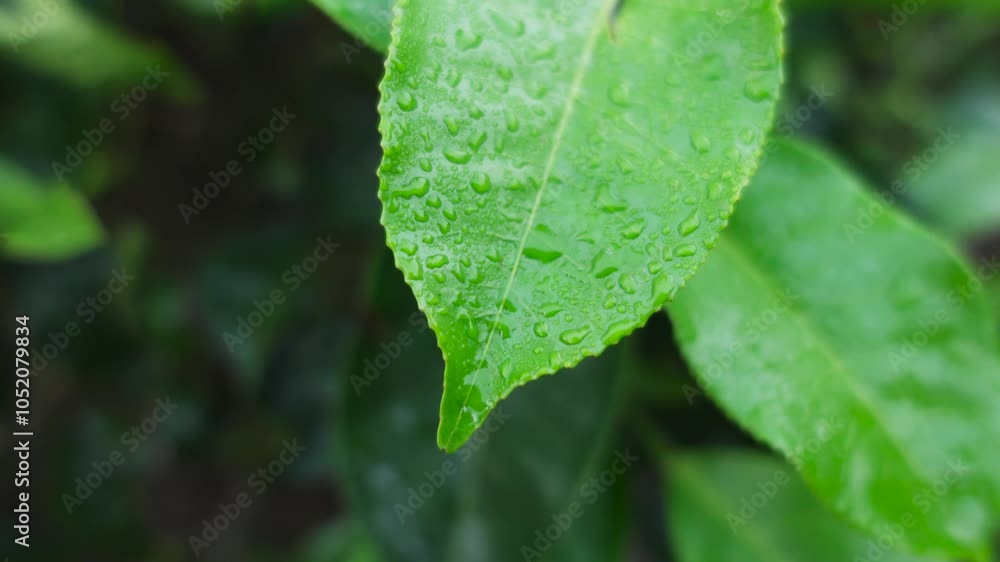 Macro shot of morning dew on green tea leaves. Fresh green tea leaves in the morning Macro shot of morning dew on green tea leaves. Fresh green tea leaves in the morning