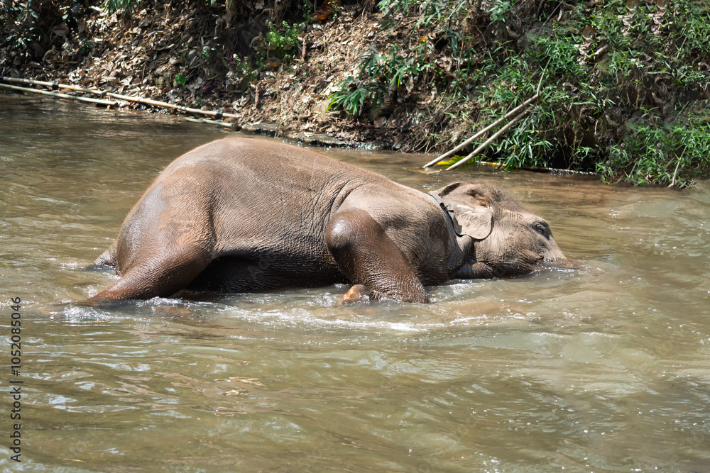 Fototapeta premium Baby sleeping in the river Elephant bathing time. The elephants are very happy playing in the water.