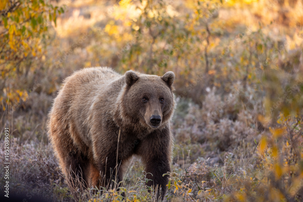 Grizzly Bear in Autumn in Denali National Park Alaska Grizzly Bear in Autumn in Denali National Park Alaska