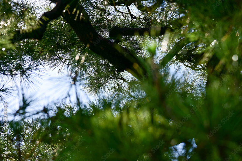 Φωτογραφία Close-up of trees with green leaves in the Japanese gardern in nijo jo castle, Kyoto, Japan