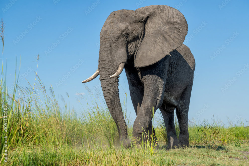 Fototapeta premium Close encounter with a bull elephant from a boat. African elephant eating at the Chobe River between Botswana and Namibia in the green season.