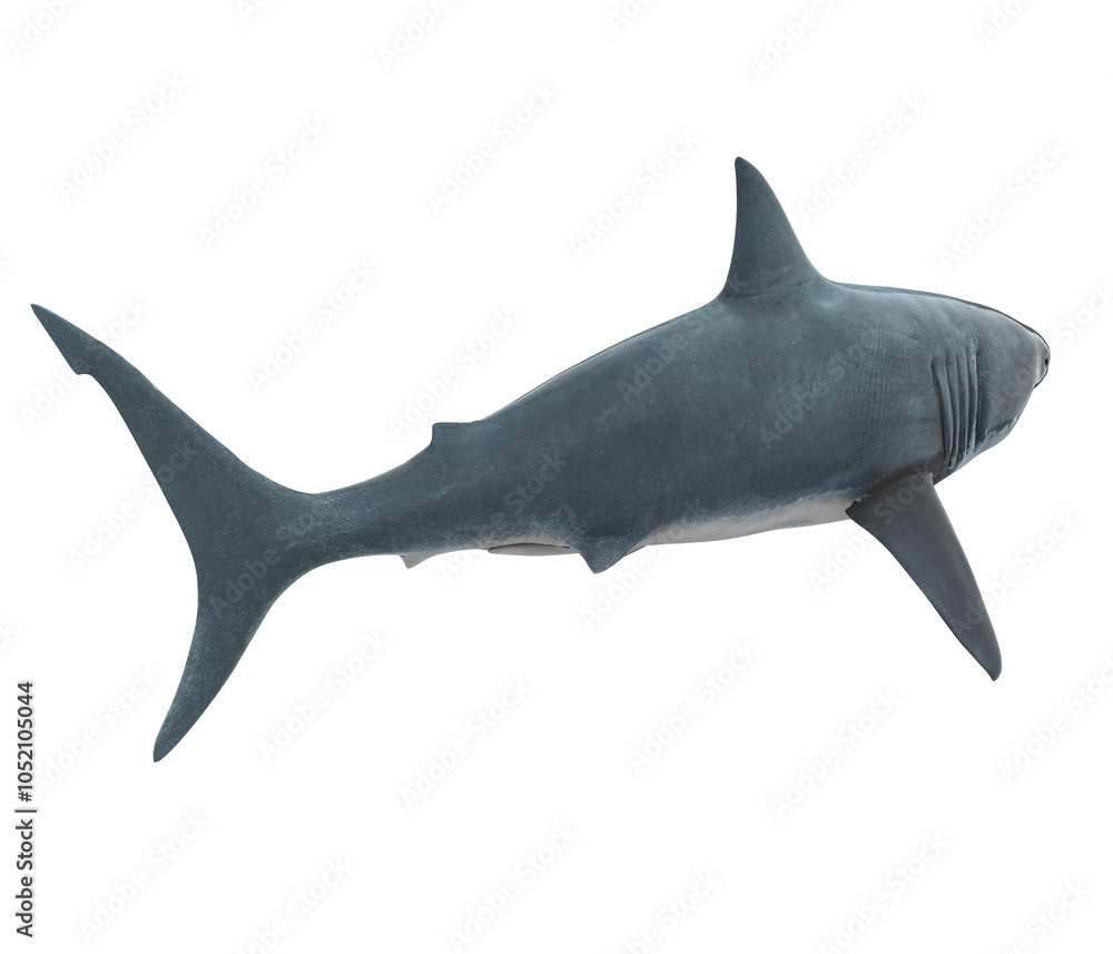 Obraz premium Great White Shark Isolated