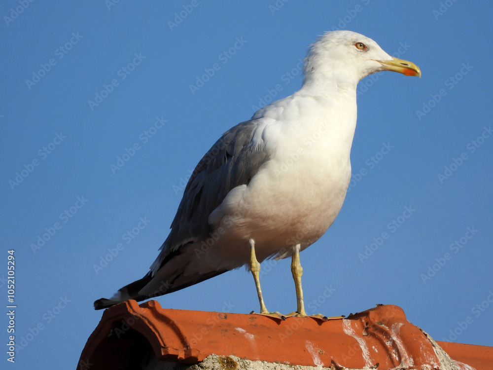 Obraz premium seagulls perching on the chimney