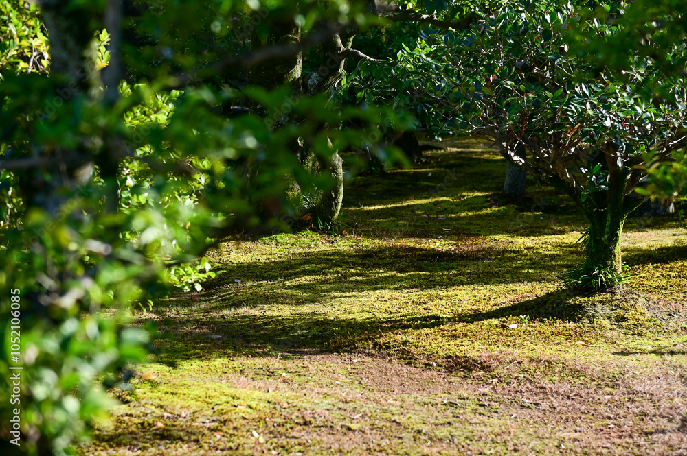 Φωτογραφία The Japanese gardern view of nijo jo castle, Kyoto, Japan