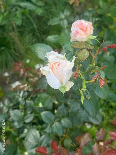 white and pink rode buds with dew drops, selective focus