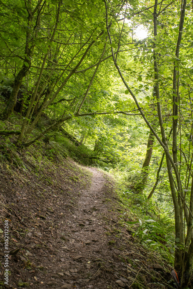 Obraz premium Forêt 