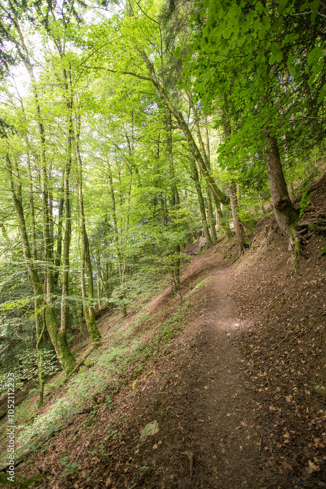 Obraz premium Forêt 