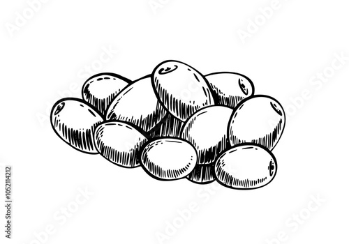 A pile of green Olives fruit and berries. Black line graphic art healthy food, snack. Hand drawn vector illustration. Raw vegetables for extra virgin olive oil product label. Isolated from background