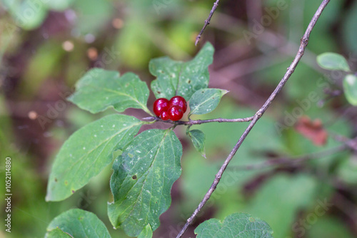 Festive Holiday Honeysuckle Branch with Red Berries Lonicera xylosteum. photo