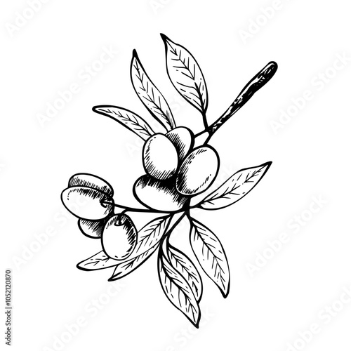 Olive tree branch with leaves and berries Black and white graphic hand drawn vector illustration. Botanical clipart for food menu design, greeting card, product label Isolated line art from background