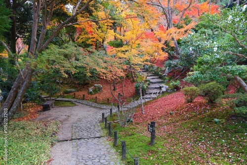 November autumn foliage color in Japan. Autumn landmarks in Japan. photo