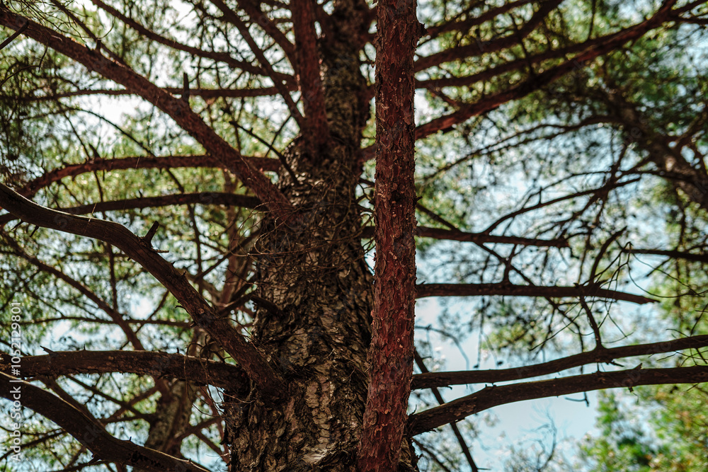 Fototapeta premium pine tree body view in perspective to top from bottom, dry branches, coniferous forest