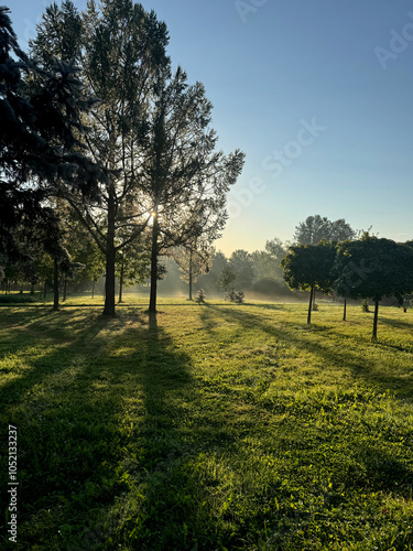 sunny morning summer park view 