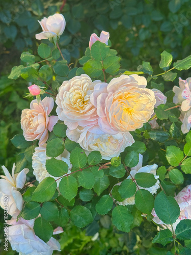 white and pink rode buds with dew drops, selective focus