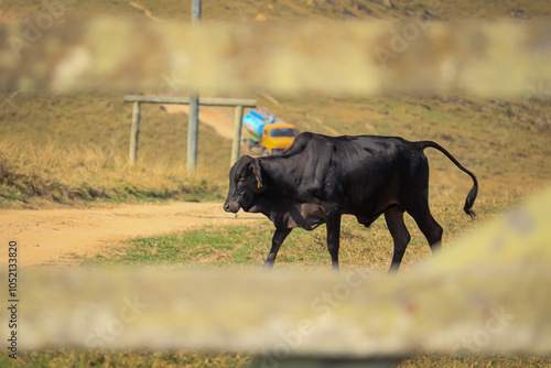 Vaca na Estrada
Cow on the Road photo