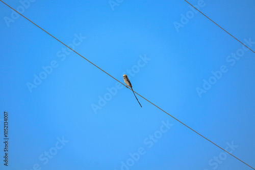 Pássaro no fio
Bird on the wire photo