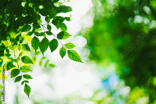 Closeup nature view of green leaf on sunlight using as background and fresh ecology wallpaper concept